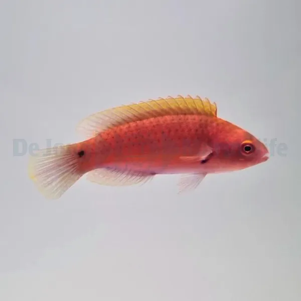 Cirrhilabrus luteovittatus (female) | All sizes