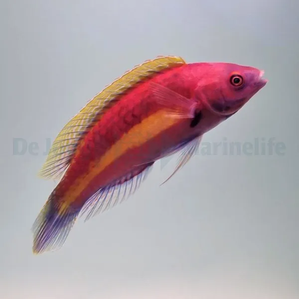 Cirrhilabrus luteovittatus (male) | All sizes