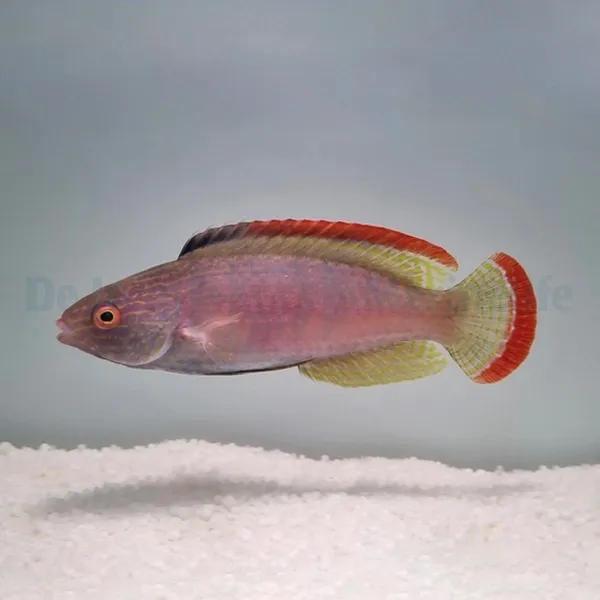 Cirrhilabrus rubrimarginatus | L
