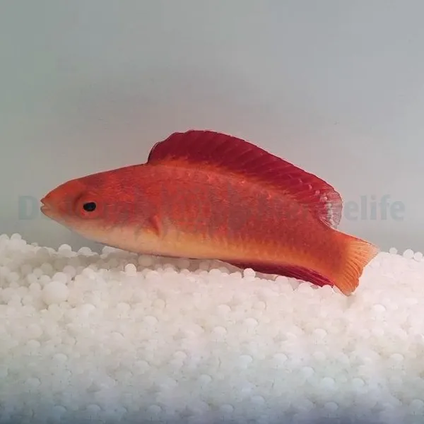 Cirrhilabrus rubripinnis | All sizes