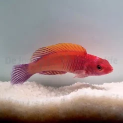 Cirrhilabrus rubrisquamis | All sizes