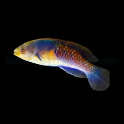 Cirrhilabrus ryukyuensis | All sizes