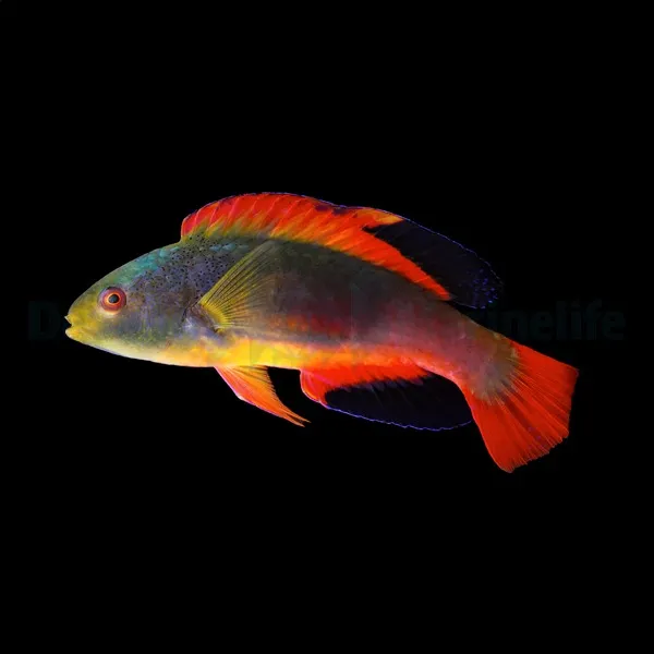 Cirrhilabrus scottorum | M