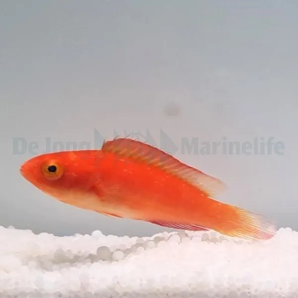 Cirrhilabrus shutmani (female) | All sizes