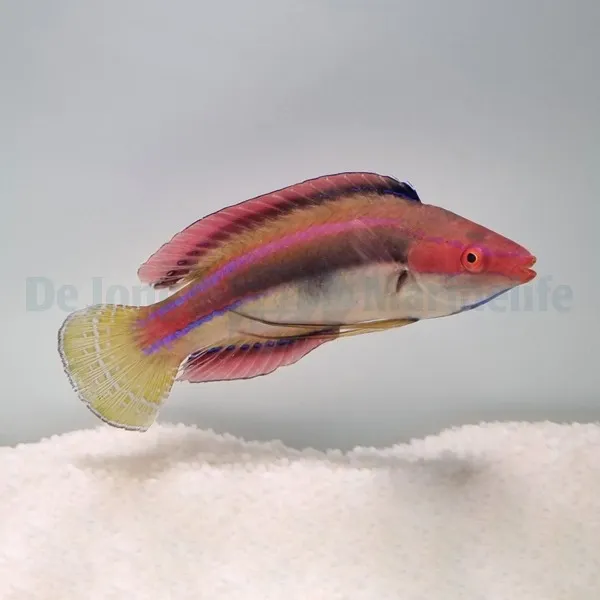 Cirrhilabrus temminckii | All sizes