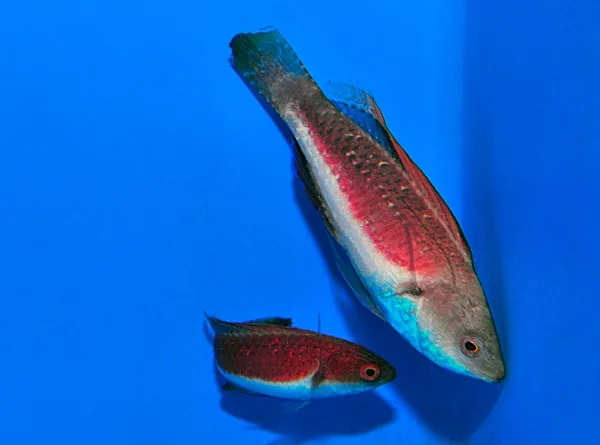 Cirrhilabrus tonozukai (Pair) | All sizes