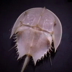 Limulus polyphemus | S