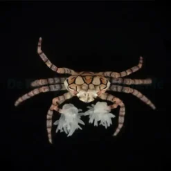 Lybia tesselata | All sizes