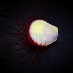 Ctenoides ales | All sizes