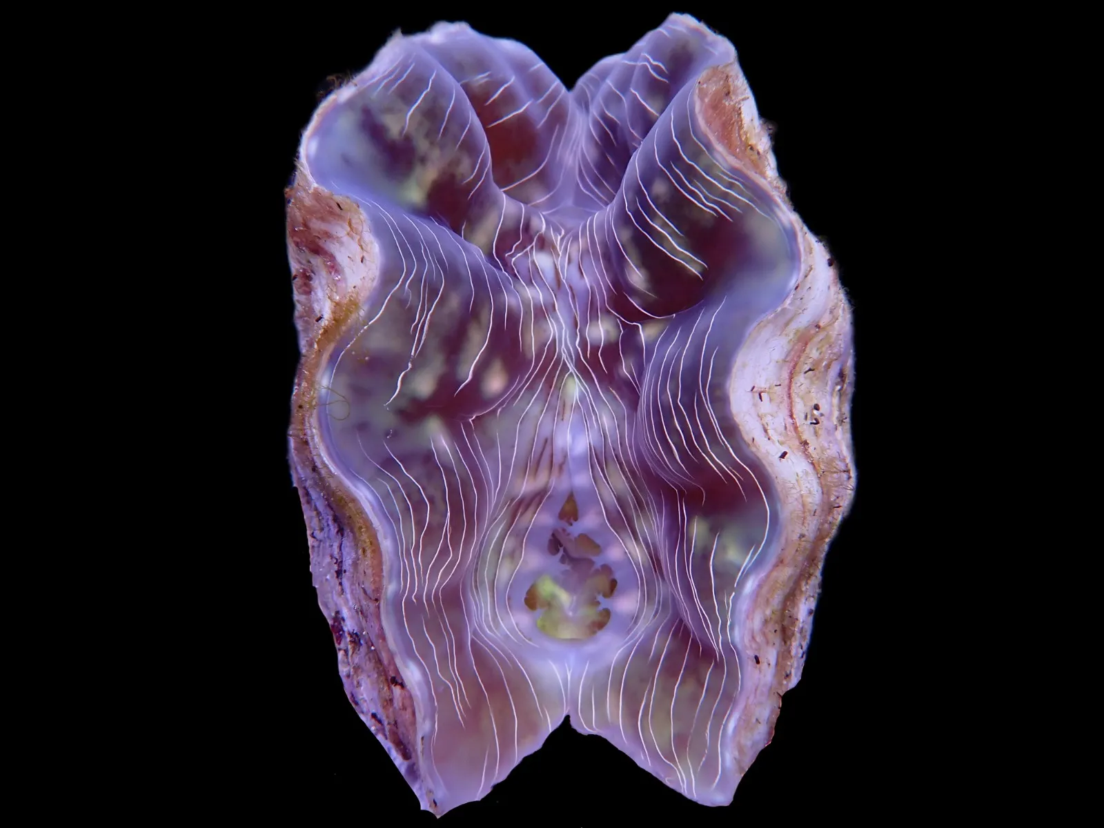 Hippopus porcellanus (10-11cm) | L