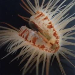 Limaria orientalis | All sizes