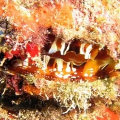 Spondylus americanus | L