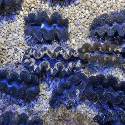 Tridacna Crocea (Grade A) (3cm)