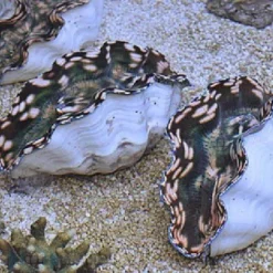 Tridacna derasa (5cm)