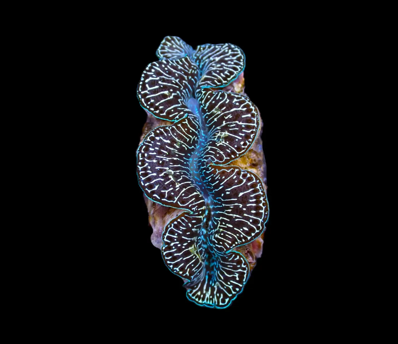 Tridacna maxima (Black Tiger) (3cm)