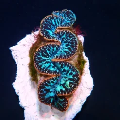 Tridacna maxima (Blue) (Ultra) (Pacific) (3cm)