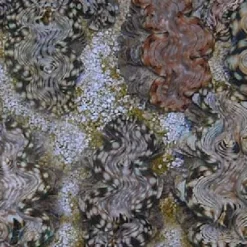 Tridacna squamosa (5cm)