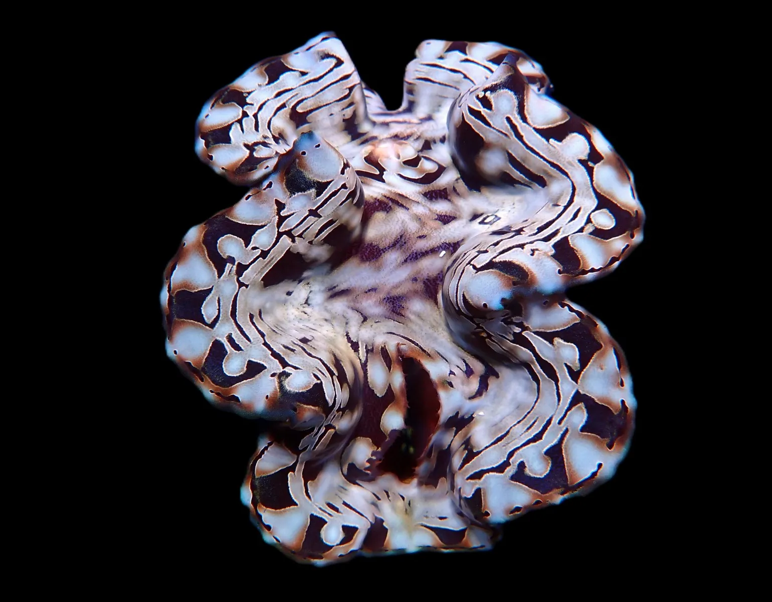 Tridacna squamosa (Assorted) (16-20cm)