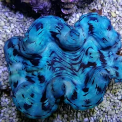 Tridacna squamosa (Blue) (5cm)