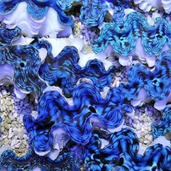 Tridacna squamosa (Premium) (5cm)