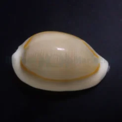 Monetaria annulus | All sizes