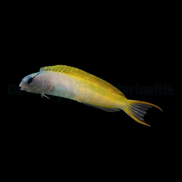 Meiacanthus atrodorsalis | All sizes