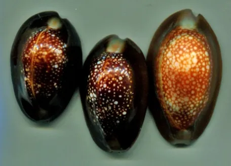 Monetaria caputserpentis | All sizes