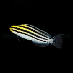 Meiacanthus grammistes | All sizes