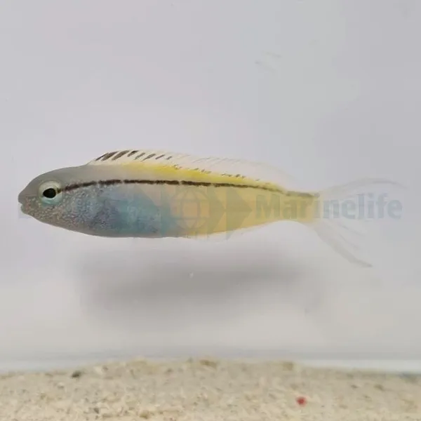 Meiacanthus nigrolineatus (Red Sea) | All sizes