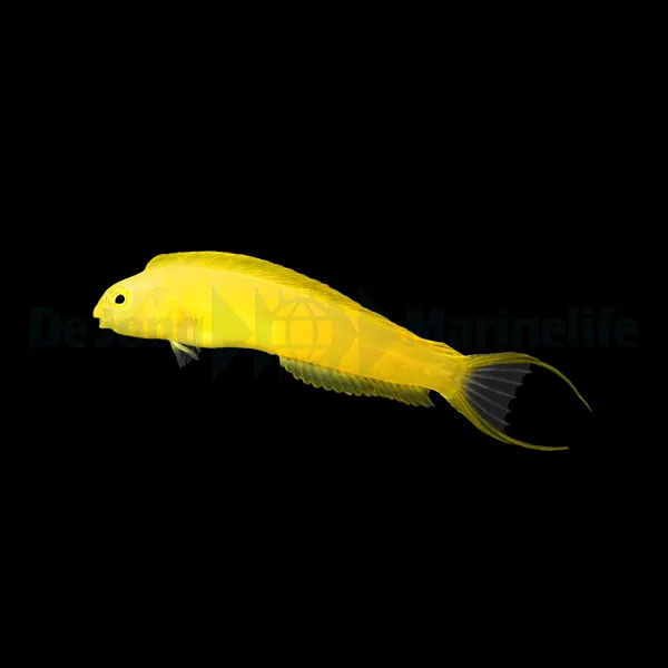 Meiacanthus oualensis (Fiji) | All sizes