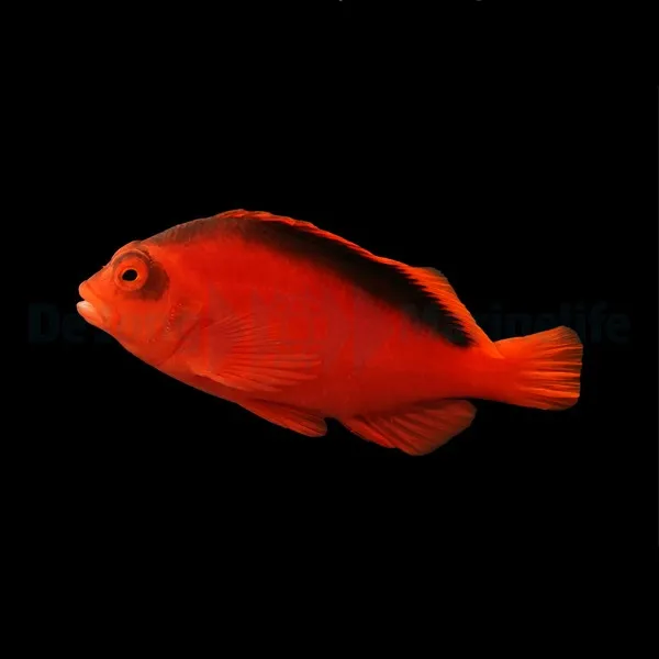 Neocirrhites armatus | All sizes