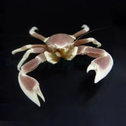 Neopetrolisthes maculatus | All sizes