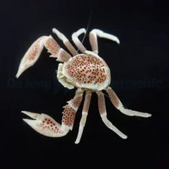 Neopetrolisthes ohshimai | All sizes