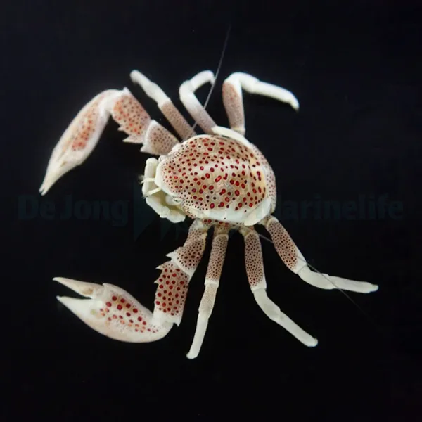 Neopetrolisthes ohshimai | All sizes