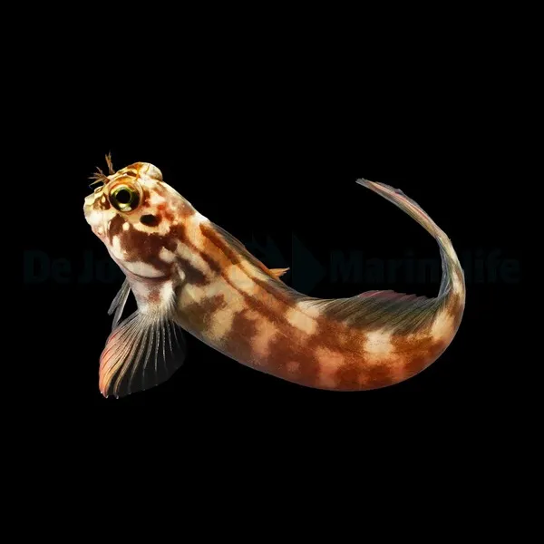 Ophioblennius atlanticus | All sizes