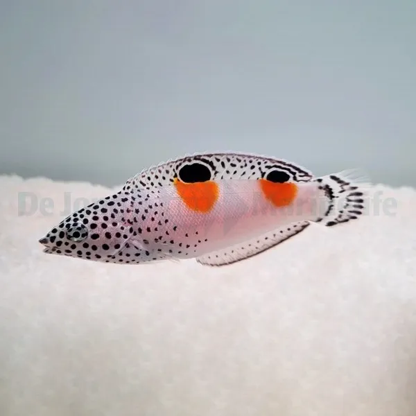 Coris aygula | M