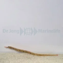 Corythoichthys intestinalis | All sizes