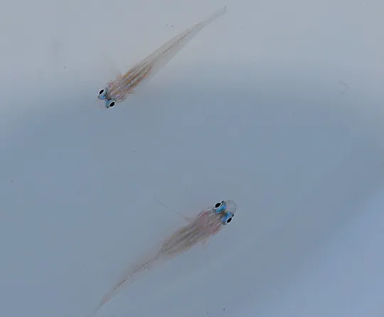 Coryphopterus lipernis | All sizes