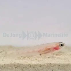 Coryphopterus personatus | All sizes
