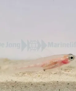 Coryphopterus personatus | All sizes