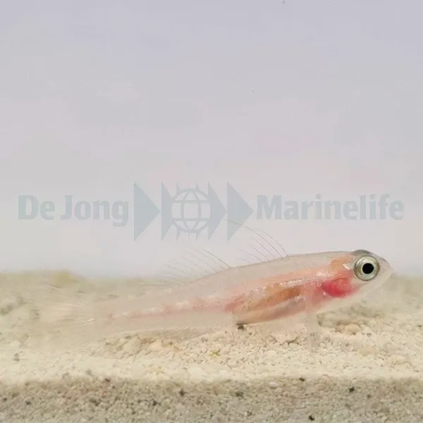 Coryphopterus personatus | All sizes