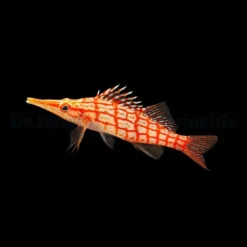 Oxycirrhites typus | All sizes