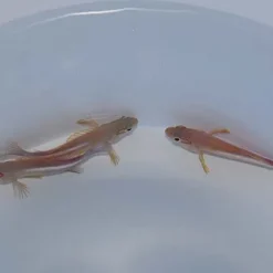 Paracirrhites arcatus | All sizes