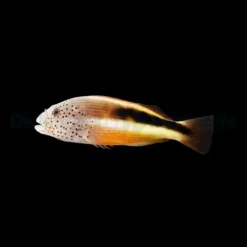 Paracirrhites forsteri | All sizes