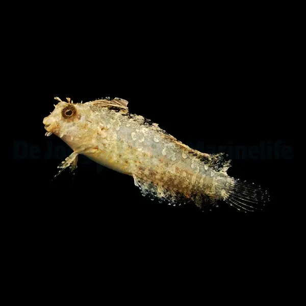 Petroscirtes mitratus | All sizes