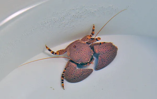 Petrolisthes monodi | All sizes