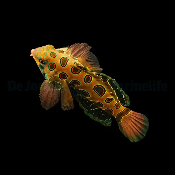 Pterosynchiropus picturatus | All sizes