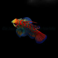Pterosynchiropus splendidus (Blue) | All sizes