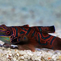 Pterosynchiropus splendidus (Red) | All sizes