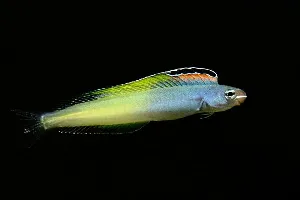 Plagiotremus townsendi | All sizes